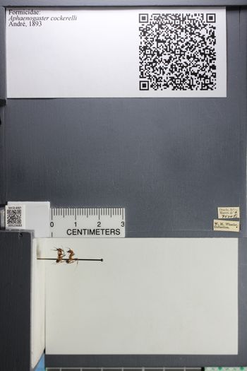 Media type: image; Entomology 523683